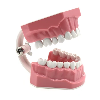 Чистка зубов зубной щеткой Практика использования зубной нити Модель типодонтов Обучение Обучение